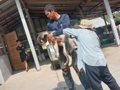 ฉีดวัคซีนป้องกันโรคพิษสุนัขบ้า ประจำปีงบประมาณ พ.ศ 2568