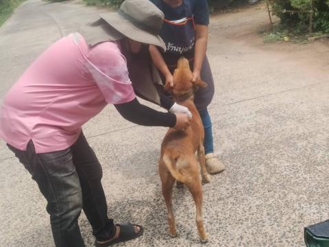 ฉีดวัคซีนป้องกันโรคพิษสุนัขบ้า ประจำปีงบประมาณ พ.ศ 2568