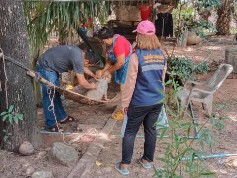 โครงการฉีดวัคซีนป้องกันและควบคุมโรคพิษสุนัขบ้า (บ้านคอกควาย)