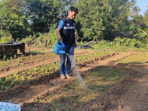 ดูแลผักที่ปลูกตามโครงการโรงเรียนพอเพียงท้องถิ่น