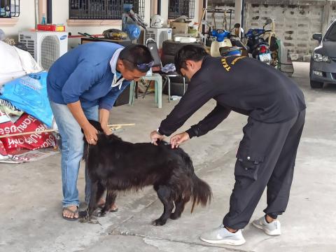 ฉีดวัคซีนป้องกันโรคพิษสุนัขบ้า