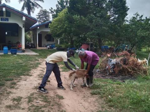 ออกบริการฉีดวัคซีนป้องกันและควบคุมโรคพิษสุนัขบ้า ณ บ้านแพงพวย หมู่ที่ 1